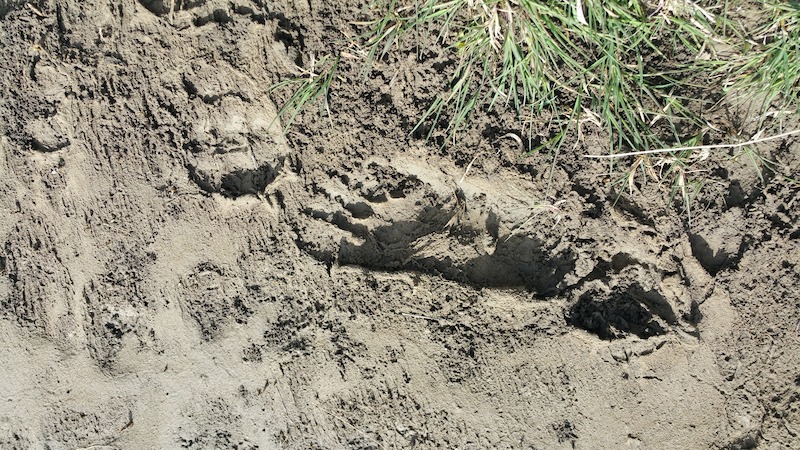 Smeared Bigfoot footprint in dried riverbank in New Mexico, provided by Brenda Harris. - Evidence of Bigfoot