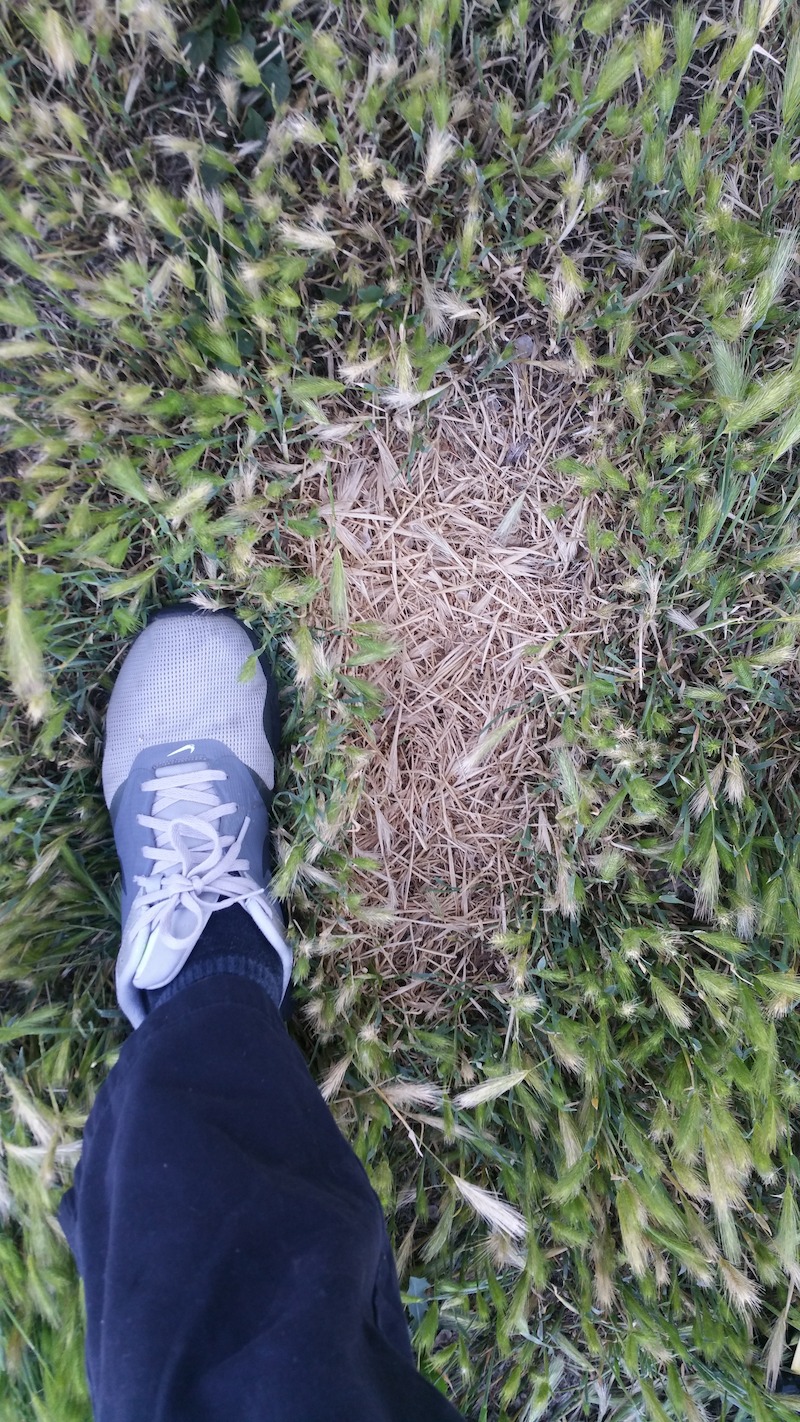 Dead grass “footprint” next to a female foot for scale. - Evidence of Bigfoot