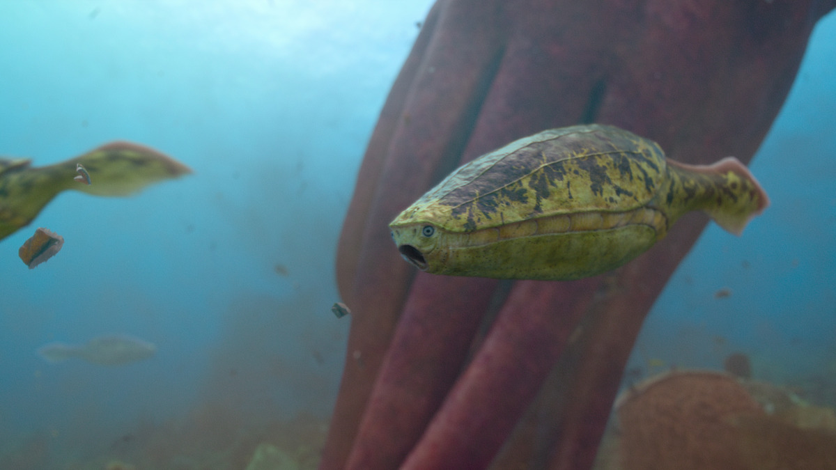 Arandaspis in ‘Life on Our Planet.’
