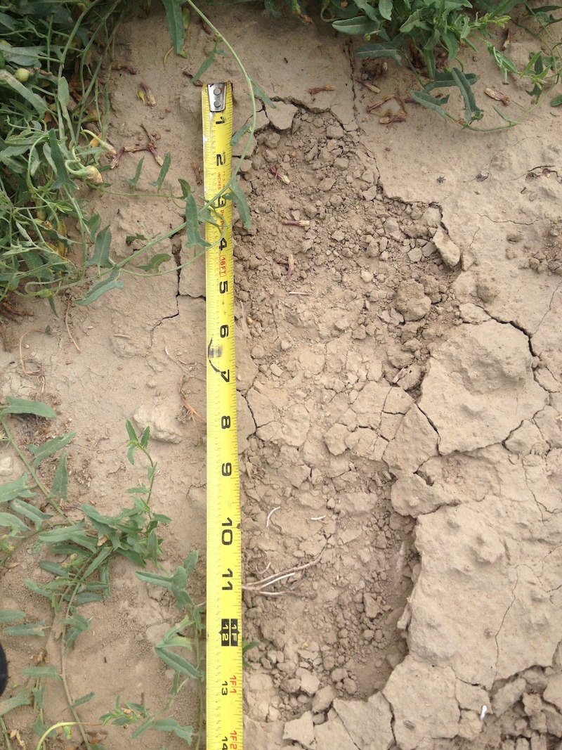 Footprint in dried mud, provided by Rangers. - Evidence of Bigfoot