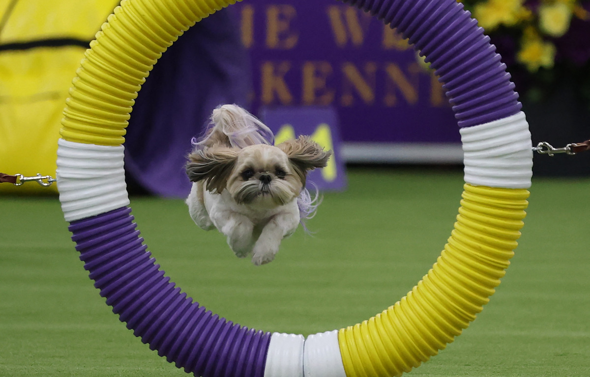 A dog runs the course during the 13th Annual Masters Agility Championship Preliminaries during the 150th Annual Westminster Kennel Club Dog Show