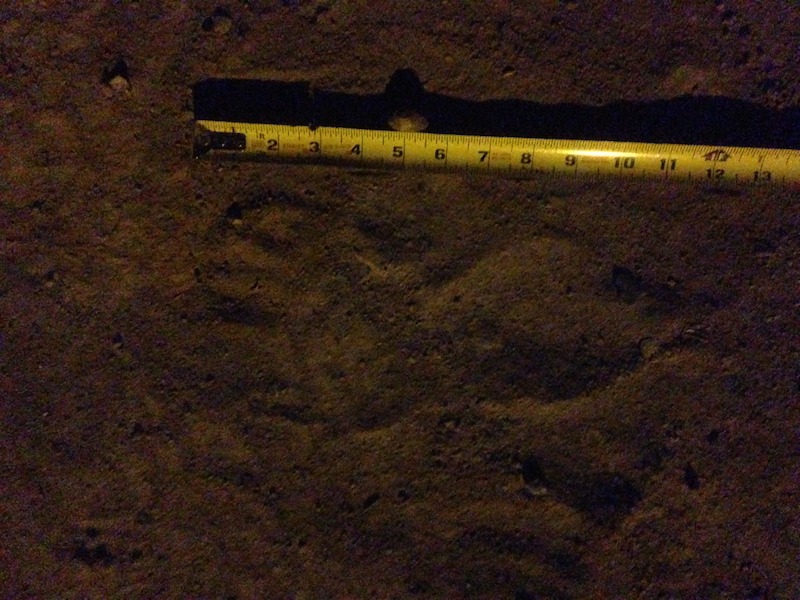 Footprint found in the dirt/sand provided by Brenda Harris, horizontal measurement. - Evidence of Bigfoot