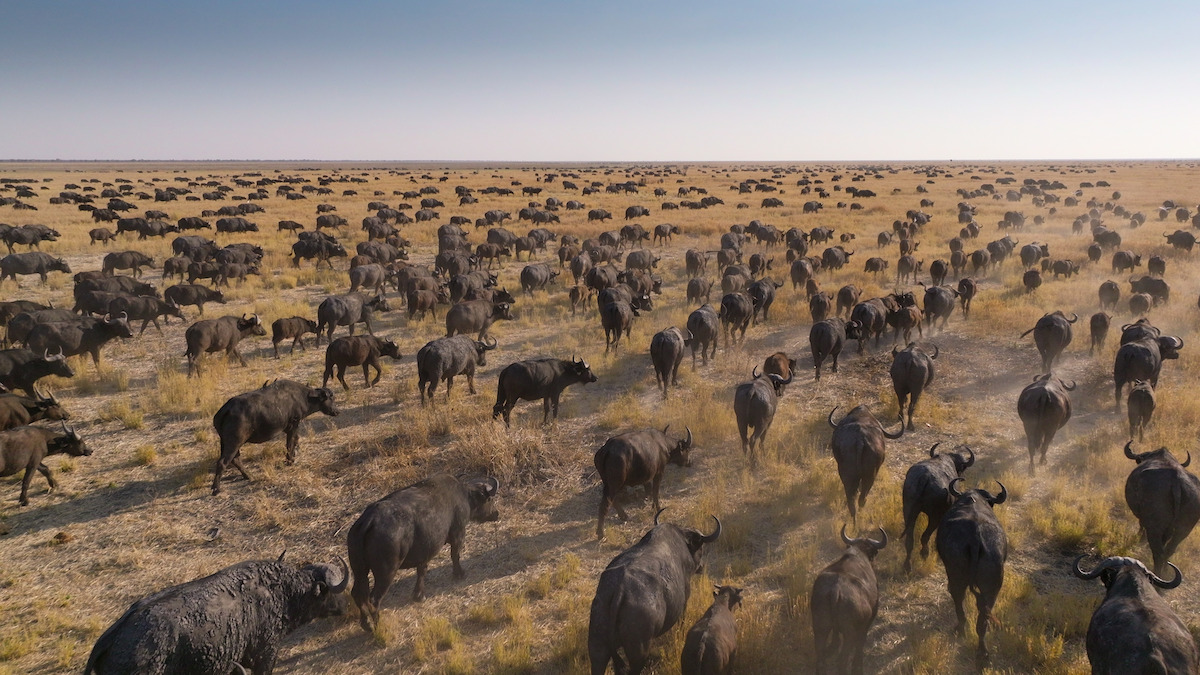 Cape buffalo in a scene from ‘Our Planet II.’
