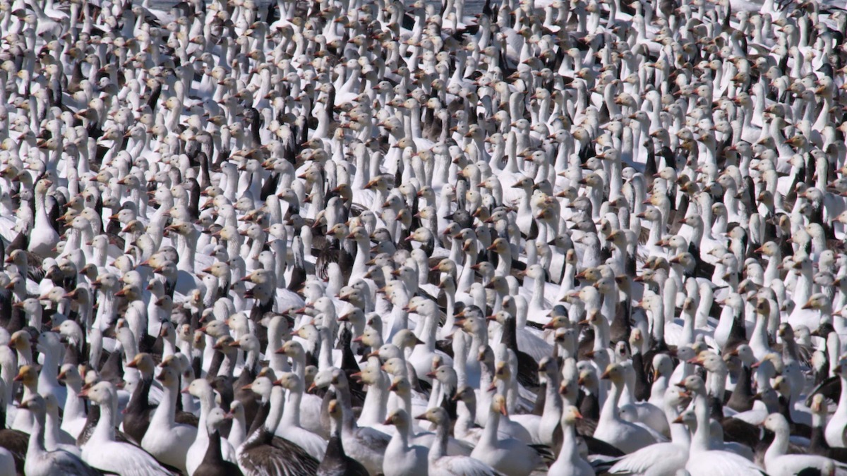 Snow geese in a scene from ‘Our Planet II.’