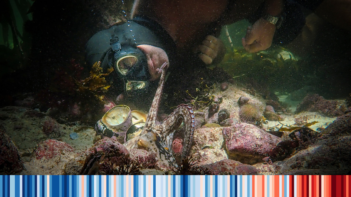 a man in scuba gear examines an octopus underwater 
