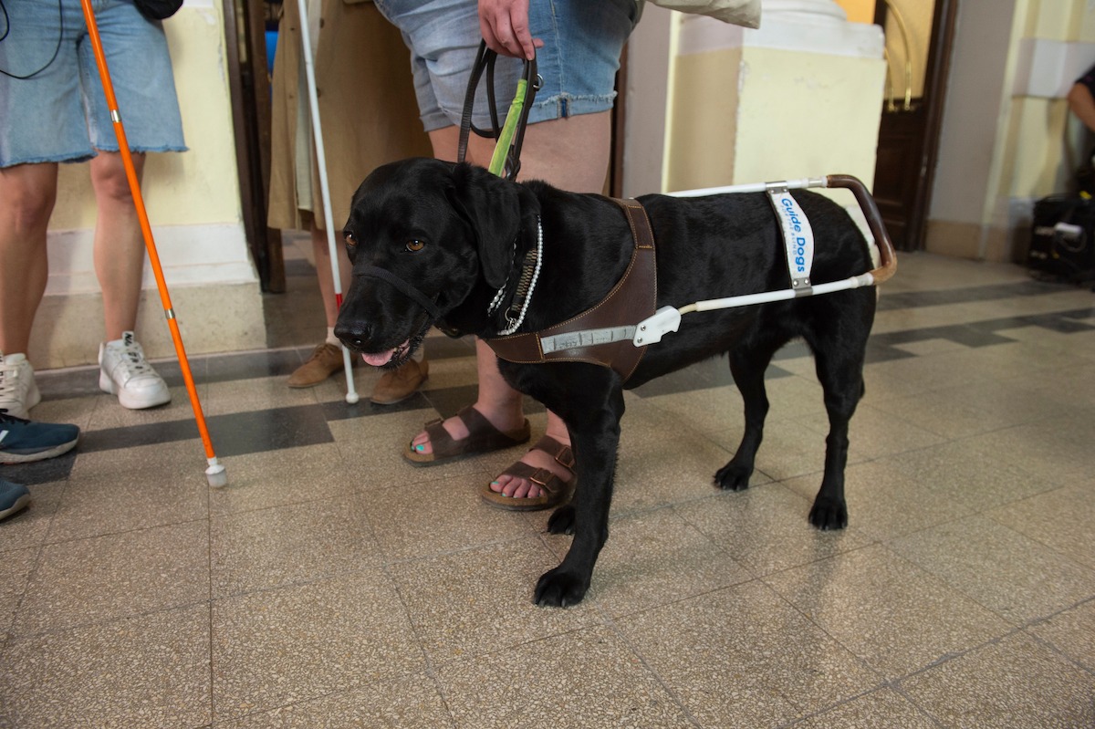 All the Light We Cannot See. Guide Dog Ingrid