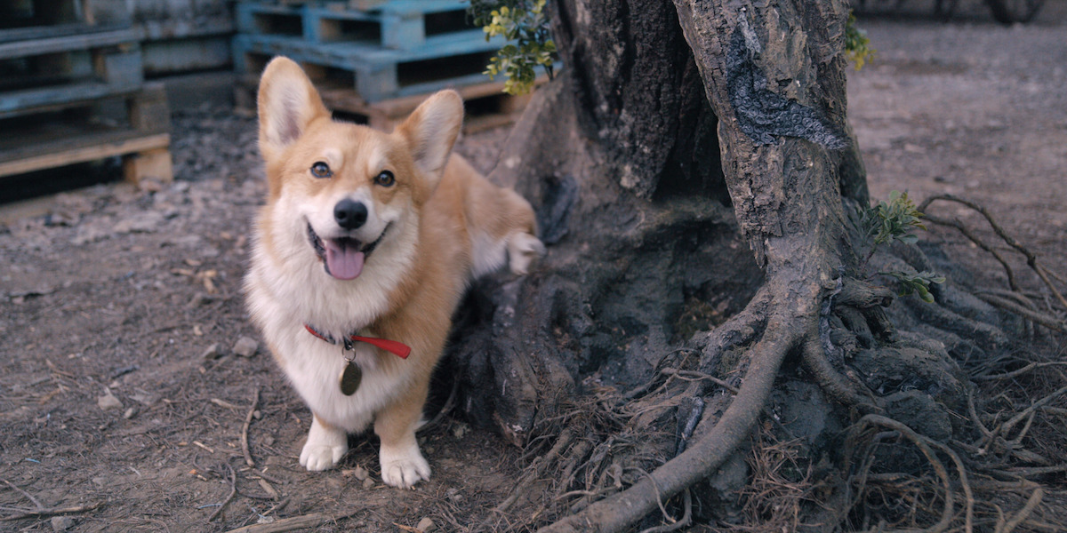 Cowboy Bebop Encyclopedia: Ein