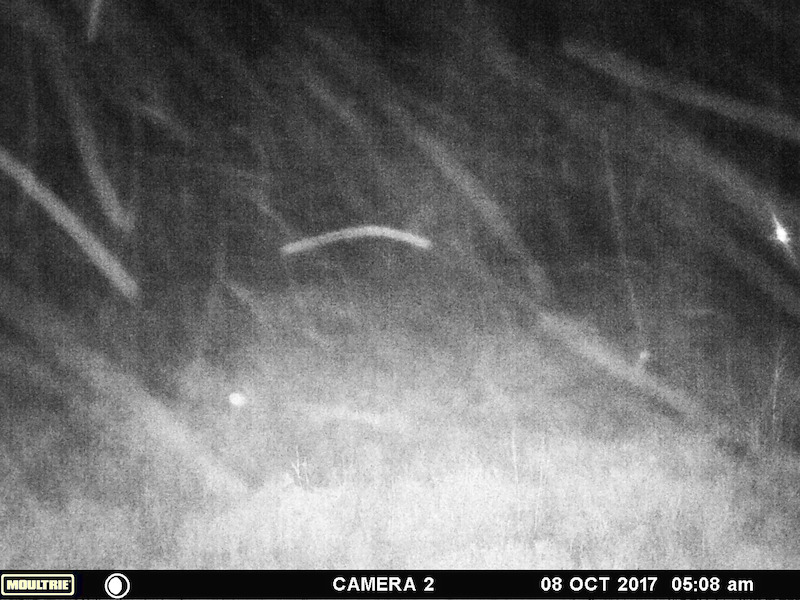 An image from a trail camera, provided by Brenda Harris. - Evidence of Bigfoot