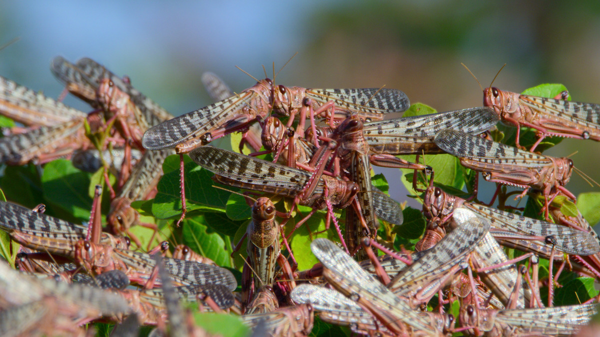 A swarm of locusts in a scene from ‘Our Planet II.’