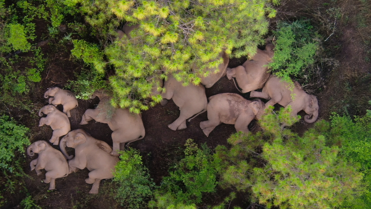 Asian elephants in a scene from ‘Our Planet II.’