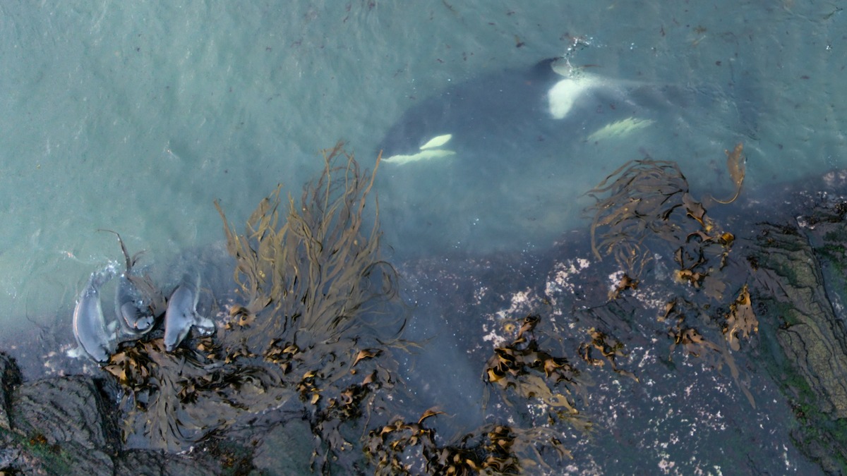 An orca hunting seals in a scene from ‘Our Planet II.’