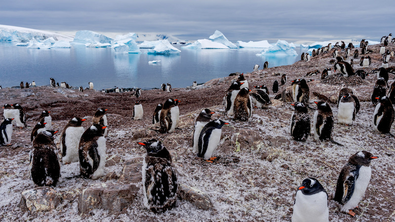 Penguins gathered on a stretch of beach.