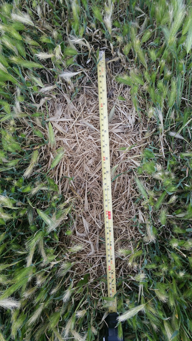 Bigfoot footprint in grass, provided by Brenda Harris. - Evidence of Bigfoot