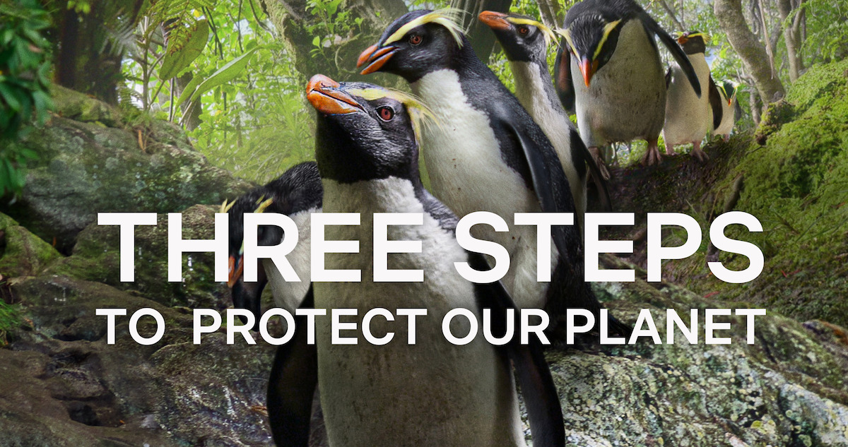 Penguins from ‘Our Planet II’ with the text THREE STEPS TO PROTECT OUR PLANET.
