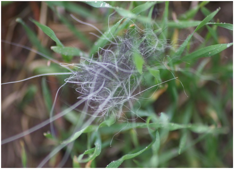 This fur was found during the Rangers’ investigation in Upper Fruitland. - Evidence of Bigfoot