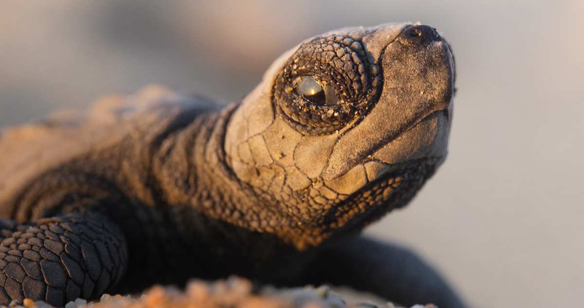 A baby turtle on the beach in Our Planet II.