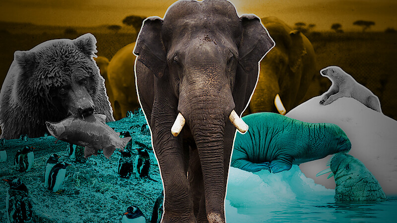 A collection of animals (elephants, walruses, penguins) from Our Planet II.