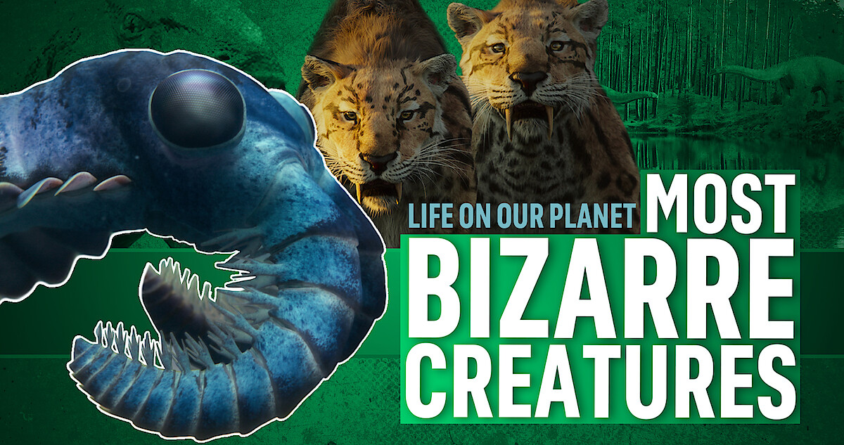 Colossal shrimp (Anomalocaris) in front of saber-toothed cats for a Most Bizarre Creatures video.