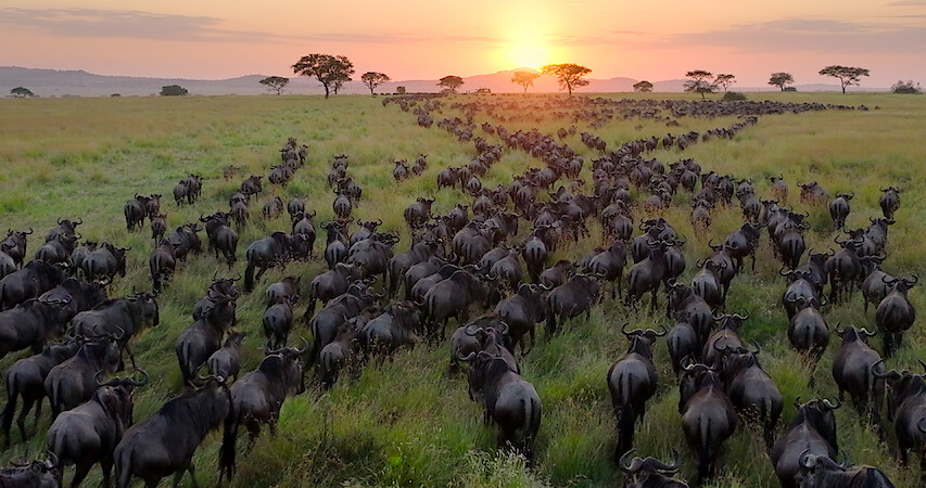 A scene from 'Our Planet II'