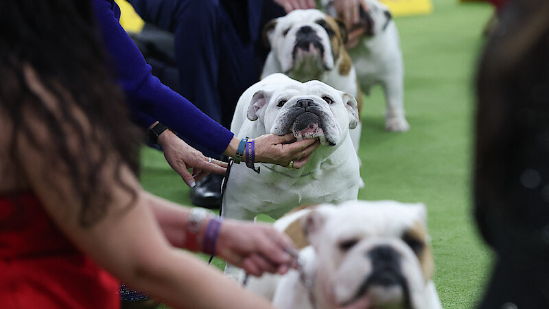 Bulldogs in the judging area during day one of the 150th Annual Westminster Kennel Club Dog Show