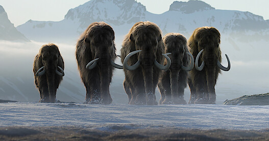 Woolly mammoths are brought back from extinction in Life on Our Planet: Season 1