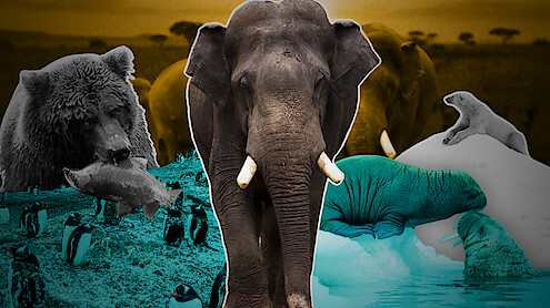 A collection of animals (elephants, walruses, penguins) from Our Planet II.