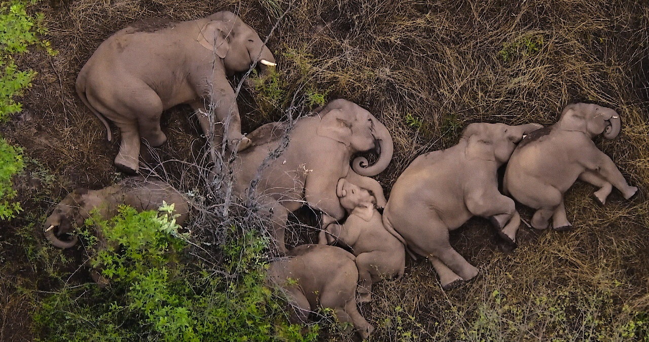 Herd of elephants in Our Planet II.