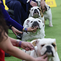 Bulldogs in the judging area during day one of the 150th Annual Westminster Kennel Club Dog Show