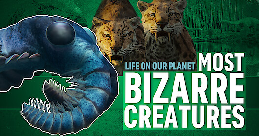 Colossal shrimp (Anomalocaris) in front of saber-toothed cats for a Most Bizarre Creatures video.