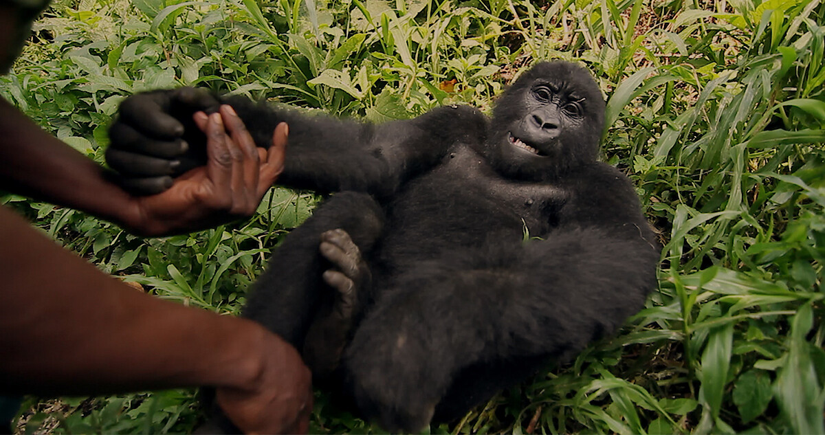 A gorilla lying in the grass