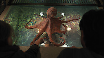Two people observe a large octopus in a well-lit aquarium tank, viewing the animal from above through the clear water and glass enclosure.