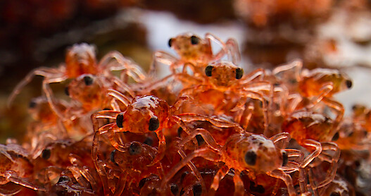 Christmas Island crabs.