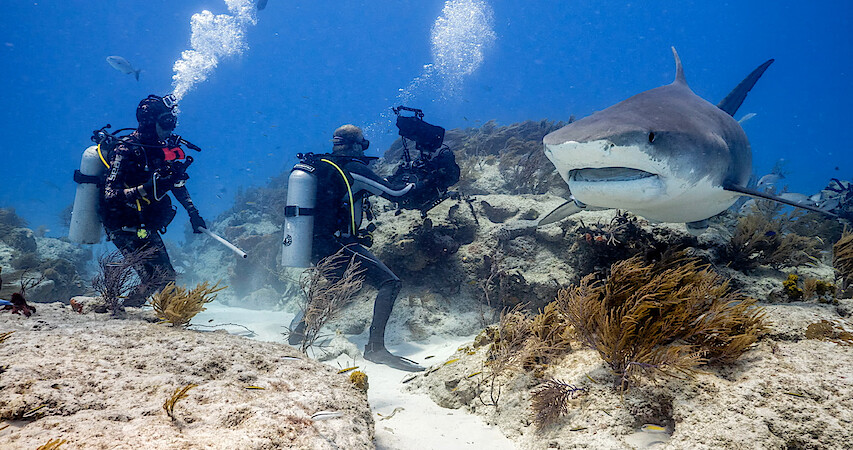 Our Planet II Filmmakers record a shark underwater.