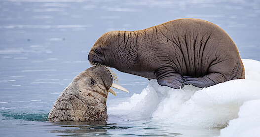 'Our Planet II' First Look Photos