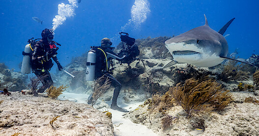 Our Planet II Filmmakers record a shark underwater.