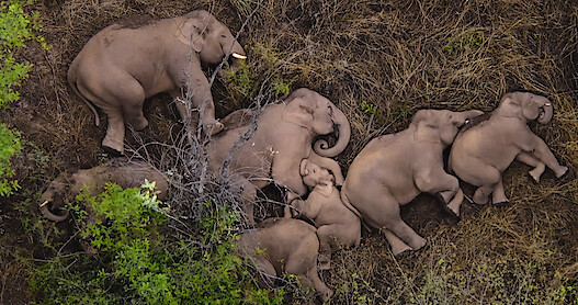 Herd of elephants in Our Planet II.