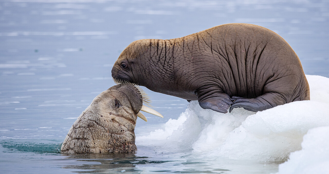 'Our Planet II' First Look Photos
