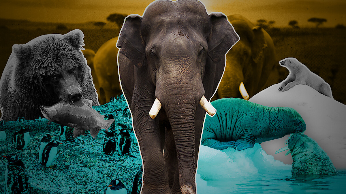 A collection of animals (elephants, walruses, penguins) from Our Planet II.