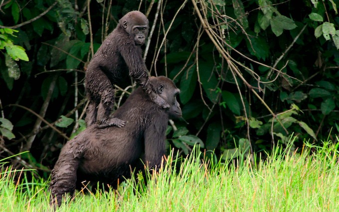 Jungles