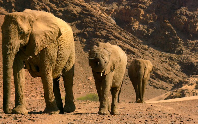 From Deserts to Grasslands